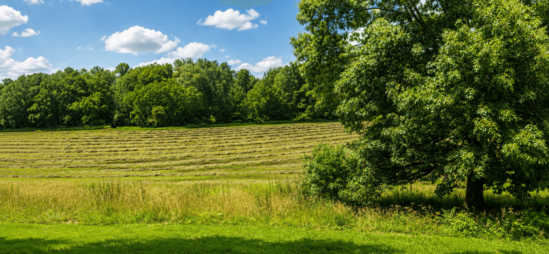 A summer view across the farm pasture and hayfield